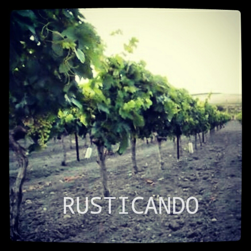 viñedo palomino jerez sherry junio