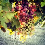 rusticando viñedo jerez sherry faenas