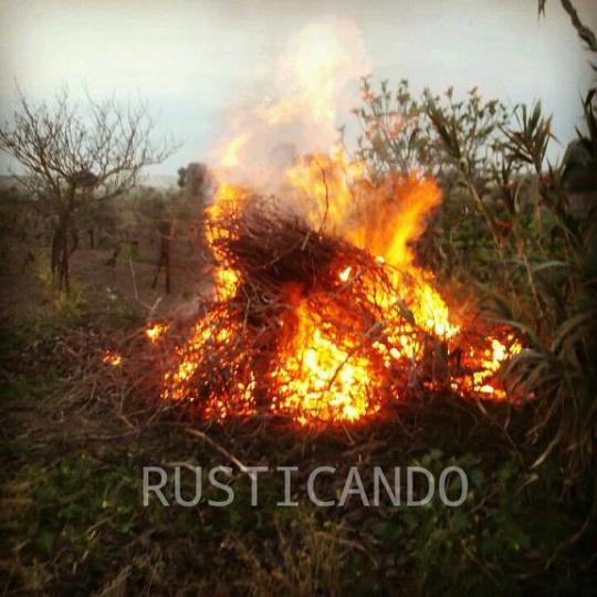 picon sarmientos cepas palomino jerez 02