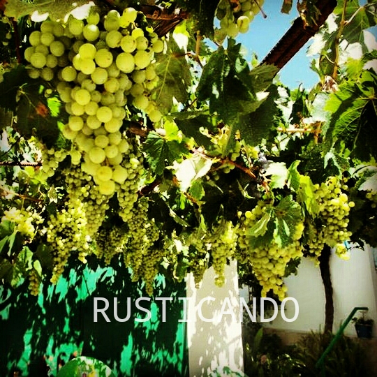 un patio y una parra entre jerez y sanlucar