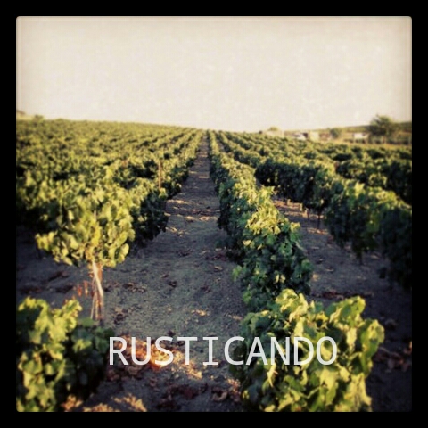 viñedo jerez sanlucar rusticando julio