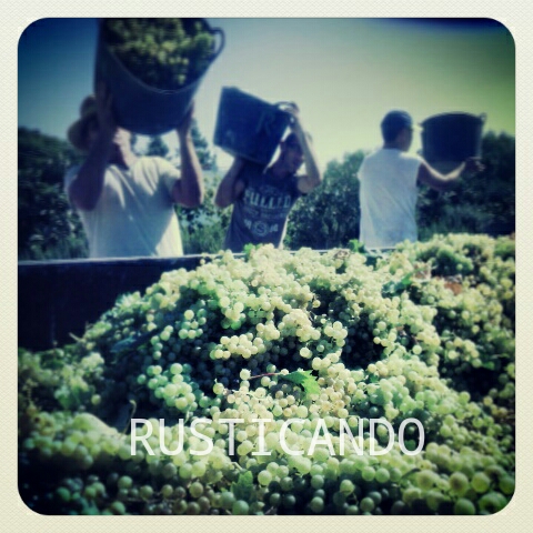 imagenes de la vendimia 2014 en jerez