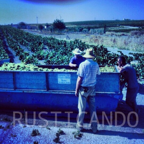 imagenes de la vendimia 2014 en jerez