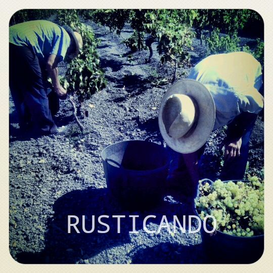 rusticando vendimia jerez sanlúcar 2014 03