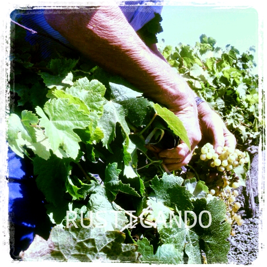 rusticando-vendimia-palomino-jerez-sanlucar-2014-01