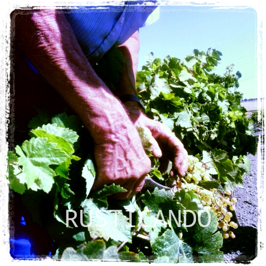rusticando-vendimia-palomino-jerez-sanlucar-2014-02