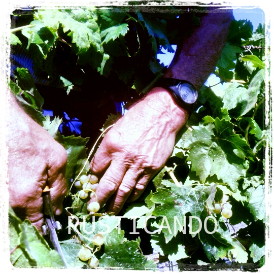 cepa palomino en vendimia