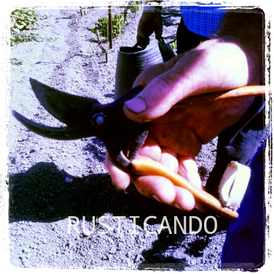 tijera-en-vendimia-jerez-2014