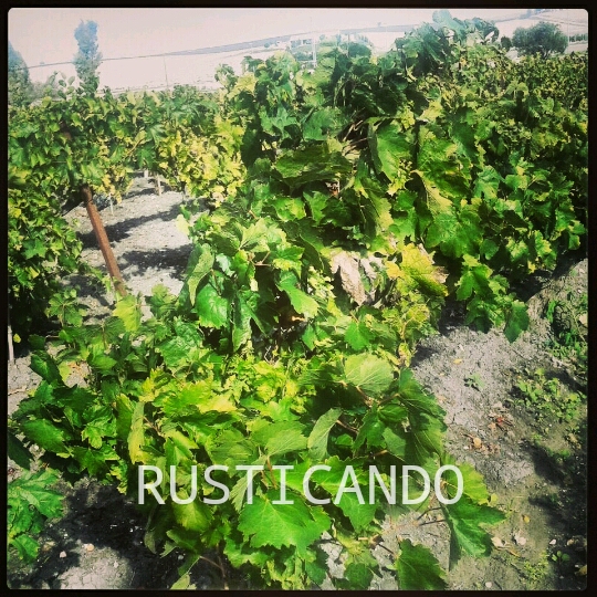 IMG_20141109_224003_wm