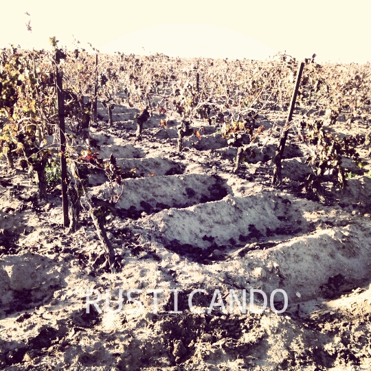 IMG_20141130_160740_wm